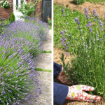 The Versatile Mint: Health Benefits, Uses, and How to Incorporate It into Your Daily Routine