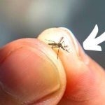 Cloves, ginger, and a Lipton tea bag combined are worth gold