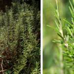 12 top flowering perennials that flourish even if you don’t take care of them