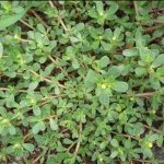 The Psychological Meaning of Leaving Dirty Dishes and Why They Shouldn’t Pile Up