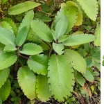 You Thought This Flower Was Just Decorative – Think Again…