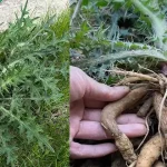 What do you do with your old and ripped up towels. Yes, I do have better things to do