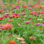 This is Why Everyone Should Plant a Lavender Hedge