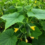 My nana knew a thing or two