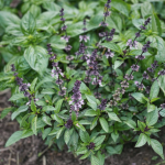 No-Oven Mini Flatbreads: Puff Up in Seconds in a Hot Pan