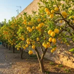 How To Get the Most Out of Vaseline For Sun Protection