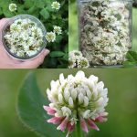 The Mighty Dandelion: Nature’s Hidden Treasure