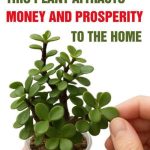 Rosemary: The “Natural Morphine” Touted for Pain Relief