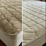 Two Crops, One Plant: The Pomato