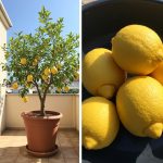 Transform Your Smile Naturally: The Eggshell Secret to Dazzling White Teeth