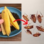 The Natural Power of Cloves: Home Remedies for Better Health