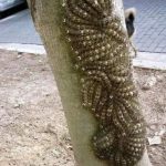 tropical detox Juice Recipe