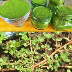 How to Make Orange and Lemon Powder: the Foolproof Guide to Make it At Home