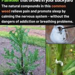 making cement bird baths