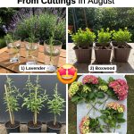 Why You Should Grow A Clover Lawn Instead Of Grass