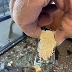 How to Make Mayonnaise With Cooked Eggs: the Easy Method to Make Mayo With Hard Boiled Eggs!