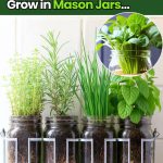 10 Important Reasons to Use Hydrogen Peroxide in the Garden