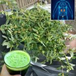 How to Make Dandelion Infused Oil: Harnessing Springtime’s Healing Herb