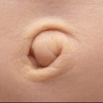 Discovering the Health Benefits of Common Mallow: A Powerhouse of Nutrients