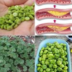 Our Belly Button: An Amazing Gift