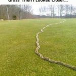 Gas suppliers don’t want you to know this trick: make your gas last 3 times longer with a simple lemon!