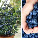 Dermatologists Warn: Daily Showers May Damage Skin and Harm the Environment