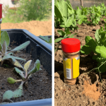 Clove: A Natural Superfood for Your Health