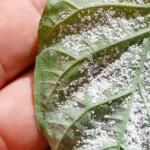 Secret to multiplying lemon trees! Earned millions of dollars in 1 month