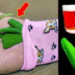 Why You Should Grow A Clover Lawn Instead Of Grass