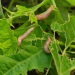Make Your Cucumber Plant Explode with Growth (All Year Round)