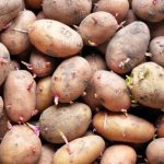 Weight Watchers Chicken Salad on Croissants