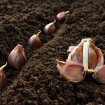 6 foods that silently drain calcium from the body, the more you eat, the weaker your bones become