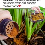 Water, Vinegar & Two Cloves – Leave It for a Day and See What You Notice