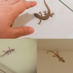 Water, Vinegar & Two Cloves – Leave It for a Day and See What You Notice