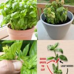 Onion Drink for Eye Health: Nutritional Support from the Inside Out