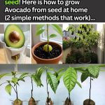 Boiling Orange Peels and Cloves: Our Grandmothers’ Ancient Habit