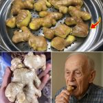 How to Root Branches and Cuttings Easily at Home