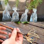 Puff Pastry Bites with Ham and Cheese: Easy, Crispy Party Snack