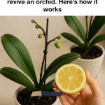 No Bake Caramel Cookies