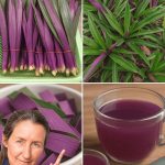 Cloves: The Powerful Spice with Hidden Benefits and Everyday Uses