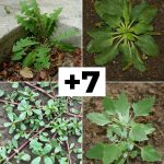 The Magic of Lemon Juice and Activated Charcoal: Natural DIY Solutions for Skin and Teeth