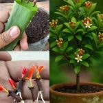 15 Chia Seed Water Recipes for Digestive Health