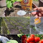 I’m Losing So Much Belly Fat Drinking This All Day!  My Big Belly Is Gone – Thanks to Ginger!