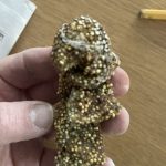 Planting Bulbs in Bulk with Egg Cartons: A Clever Trick for Perfect Spring Blooms