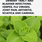 Using Vicks VapoRub for Pest Control