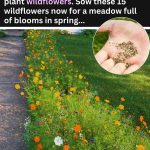 Vicks VapoRub: The Surprising Pest Repellent Hack!