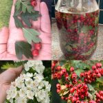 Taro Root: The Ancient Superfood Transforming Health and Sustainability