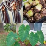 The Power of Hawthorn (Genus Crataegus): A Natural Ally for Heart and Cholesterol Health