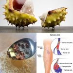 How To Force a Snake Plant to Produce Pups for Unlimited Sansevierias