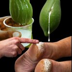 How To Force a Snake Plant to Produce Pups for Unlimited Sansevierias